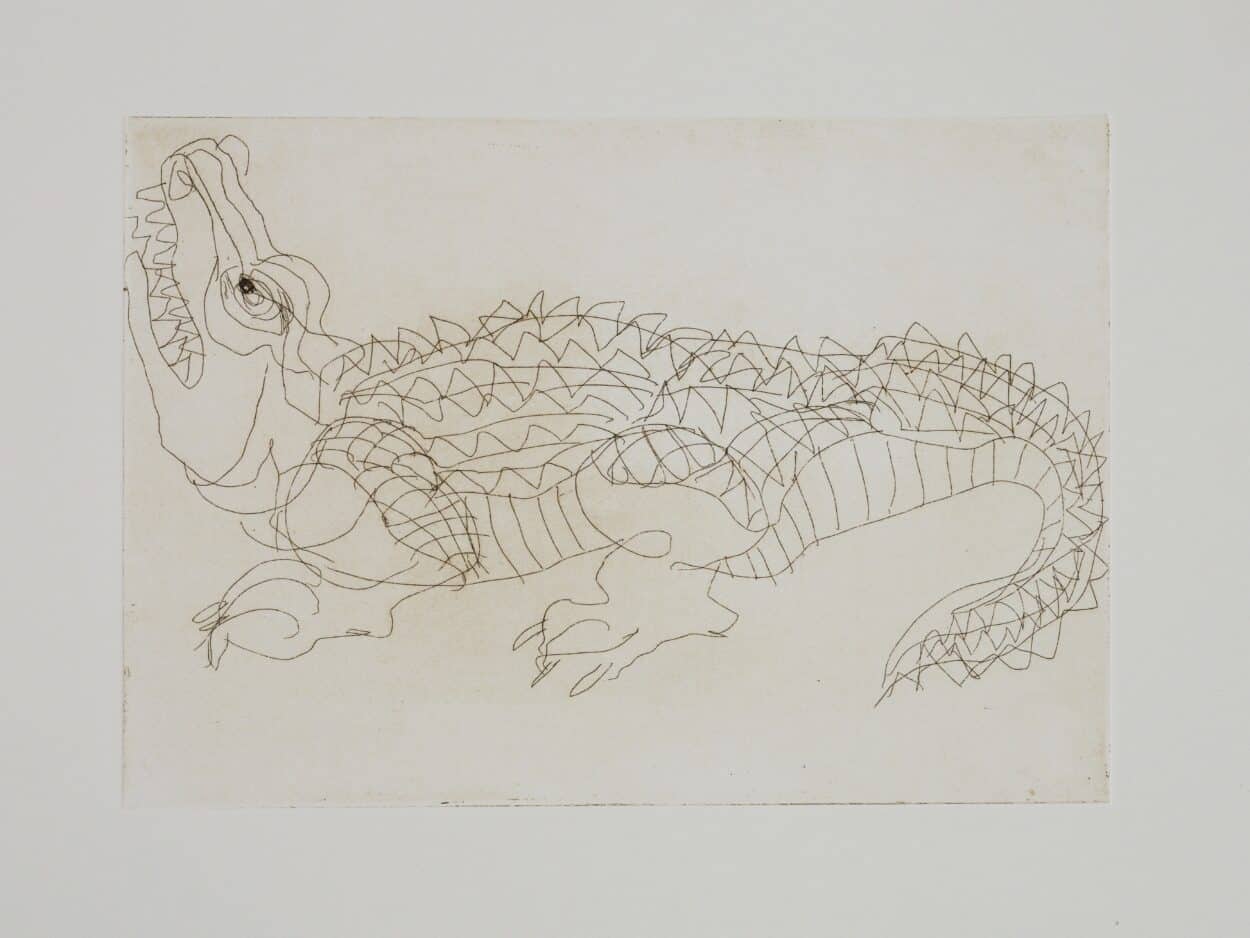 crocodile